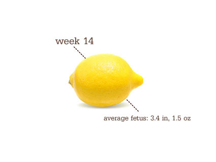lemon wk 14
