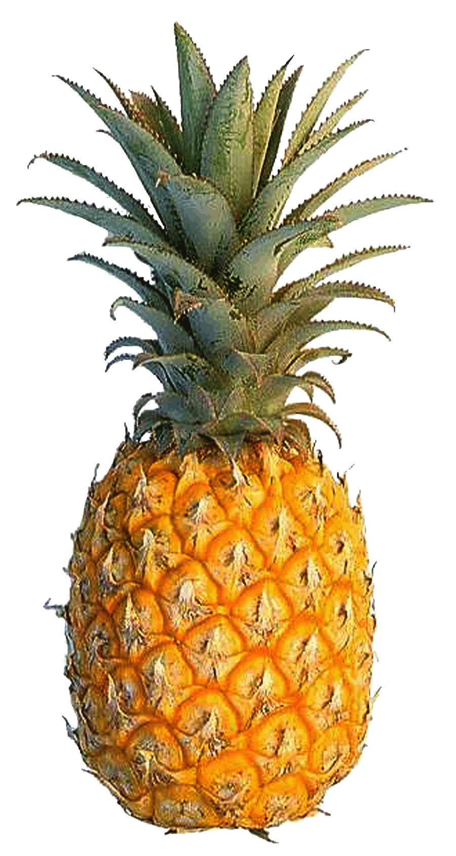 pineapple-04